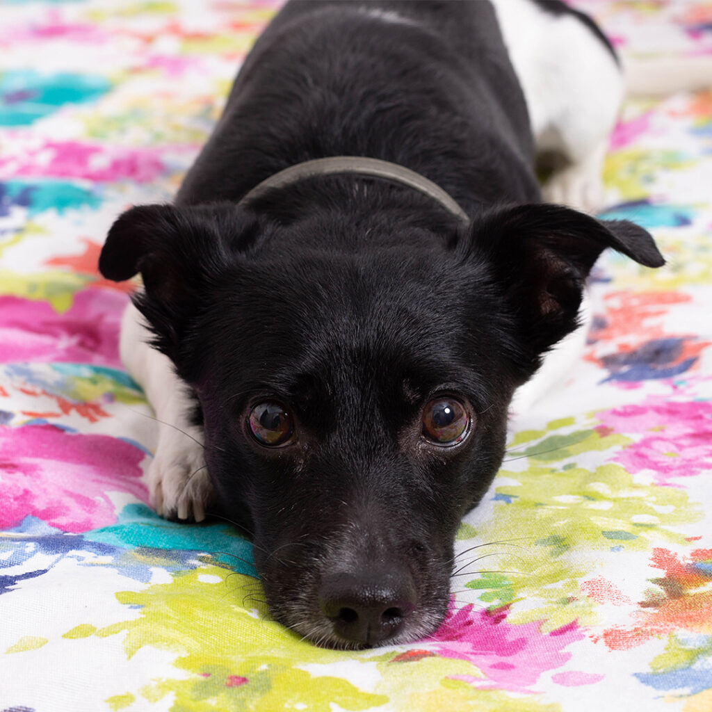 fotografia-mascotas-alicante